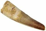 Fossil Spinosaurus Tooth - Real Dinosaur Tooth #311763-1